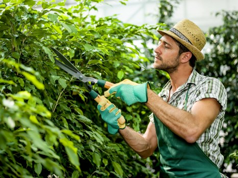 Professional tree maintenance for a residential property in Mortlake